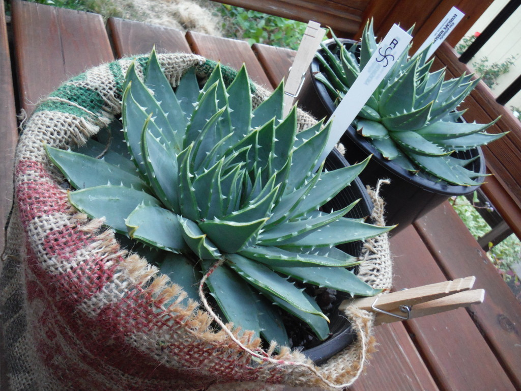 Spiral aloe, aloe polyphylla 2017-07-25 - image 2