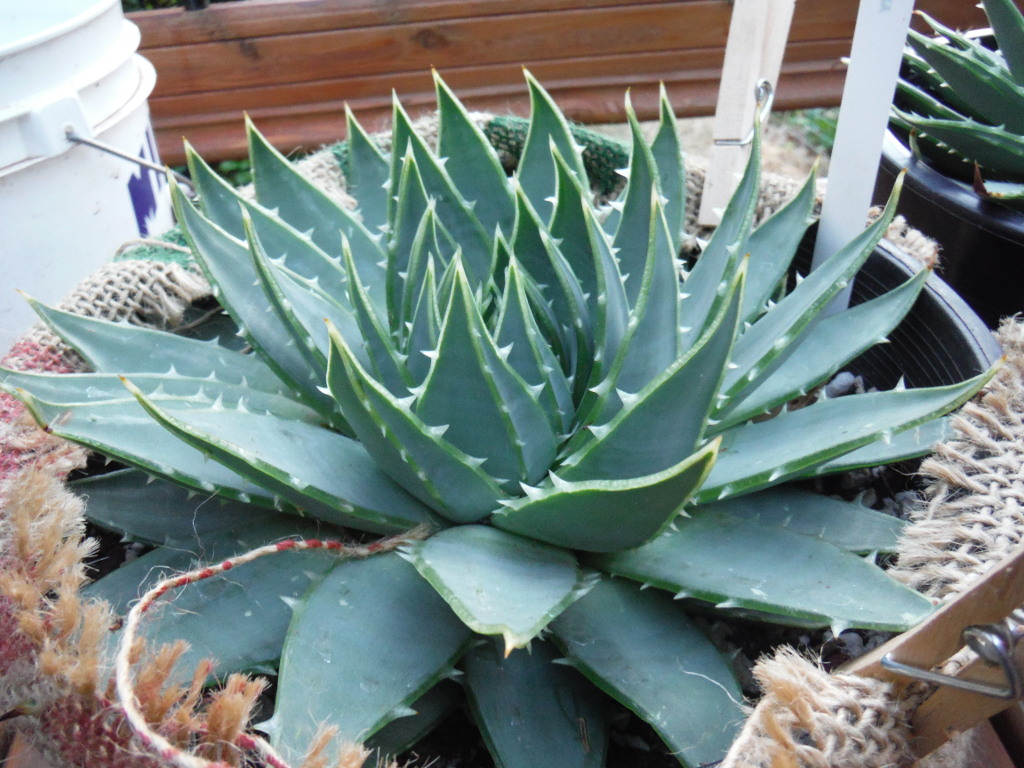 Spiral aloe, aloe polyphylla 2017-07-25 - image 3