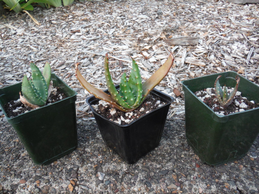 nn photo - aloe ferox seedlings
