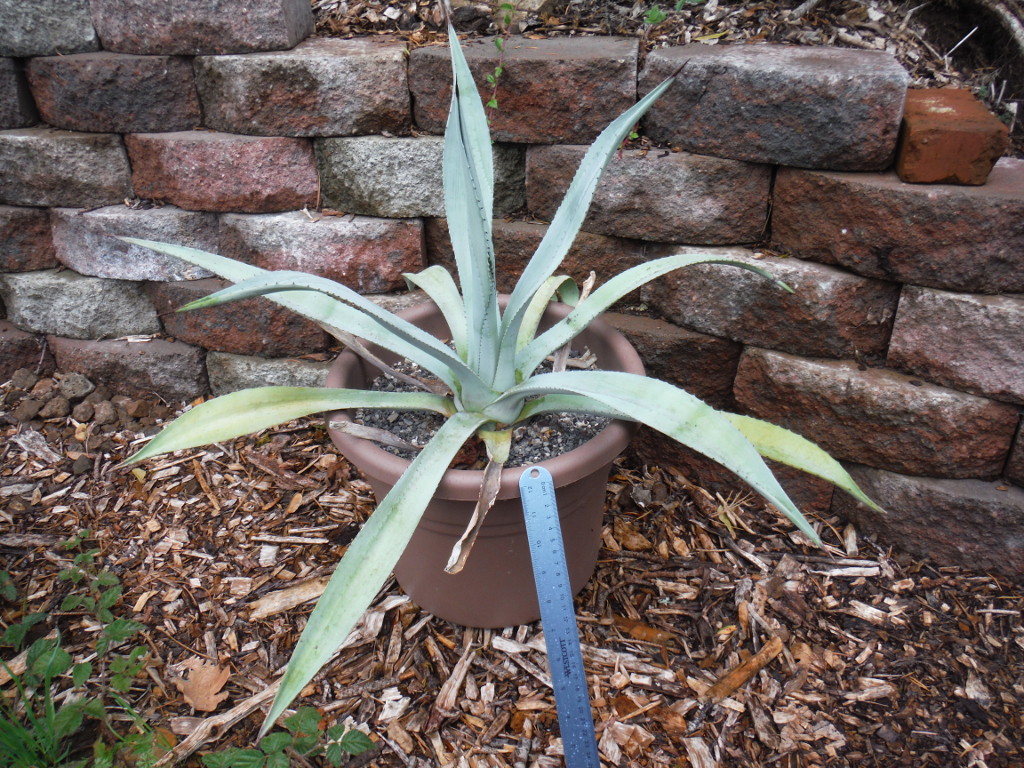 nn photo - blue narrow leaf agave