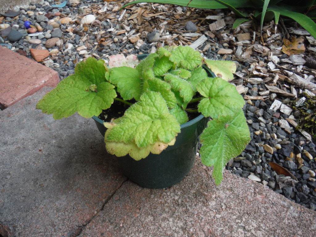 nn photo - tolmiea menziesii